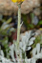 Graues Greiskraut (Senecio incanus) (C235010)