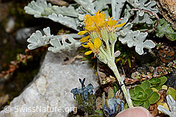 Graues Greiskraut (Senecio incanus) (C235011)
