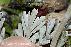 Graues Greiskraut (Senecio incanus) (C235012)
