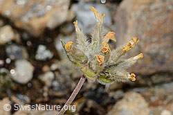 Alpen-Wundklee (Anthyllis vulneraria ssp. alpestris) (21.07.2022, C235015)