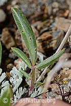 Alpen-Wundklee (Anthyllis vulneraria ssp. alpestris) (C235018)