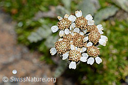Zwerg-Schafgarbe (Achillea nana) (C235022)