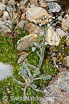 Zwerg-Schafgarbe (Achillea nana) (C235023)