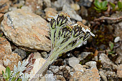 Zwerg-Schafgarbe (Achillea nana) (C235024)