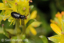 Dasytes obscurus (Wollhaarkäfer) auf Bewimpertem Steinbrech (Saxifraga aizoides) (C235033)