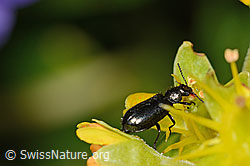 Dasytes obscurus (Wollhaarkäfer) auf Bewimpertem Steinbrech (Saxifraga aizoides) (C235039)