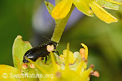 Dasytes obscurus (Wollhaarkäfer) auf Bewimpertem Steinbrech (Saxifraga aizoides) (C235042)