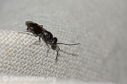 Wespe aus der Familie der Megaspilidae (21.07.2022, C235045)