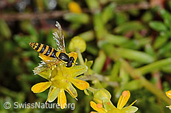 Gewöhnliche Langbauchschwebfliege (Sphaerophoria scripta) auf Bewimpertem Steinbrech (Saxifraga aizoides) (C235055)
