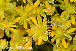 Gewöhnliche Langbauchschwebfliege (Sphaerophoria scripta) auf Bewimpertem Steinbrech (Saxifraga aizoides) (C235056)