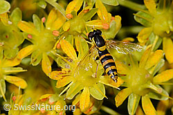 Gewöhnliche Langbauchschwebfliege (Sphaerophoria scripta) auf Bewimpertem Steinbrech (Saxifraga aizoides) (C235058)
