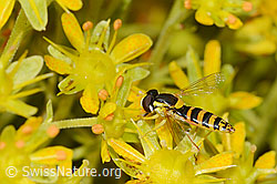 Gewöhnliche Langbauchschwebfliege (Sphaerophoria scripta) auf Bewimpertem Steinbrech (Saxifraga aizoides) (C235059)