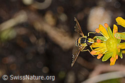 Gewöhnliche Langbauchschwebfliege (Sphaerophoria scripta) auf Bewimpertem Steinbrech (Saxifraga aizoides) (C235062)
