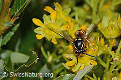 Rote Wespe (Vespula rufa) auf Bewimpertem Steinbrech (Saxifraga aizoides) (C235063)