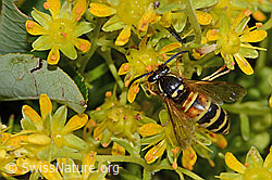Rote Wespe (Vespula rufa) auf Bewimpertem Steinbrech (Saxifraga aizoides) (C235073)