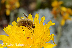 Grauer Wollschweber (Bombylius cinerascens) auf Blume (C235083)