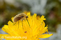 Grauer Wollschweber (Bombylius cinerascens) auf Blume (C235090)