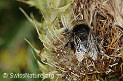Berglandhummel (Bombus monticola) auf Alpen-Kratzdistel (Cirsium spinosissimum) (21.07.2022, C235121)