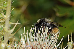 Berglandhummel (Bombus monticola) auf Alpen-Kratzdistel (Cirsium spinosissimum) (C235125)