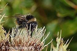 Berglandhummel (Bombus monticola) auf Alpen-Kratzdistel (Cirsium spinosissimum) (C235127)