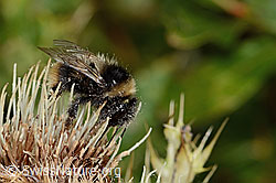 Berglandhummel (Bombus monticola)<br/>Alpen-Kratzdistel (Cirsium spinosissimum)