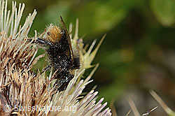 Berglandhummel (Bombus monticola) auf Alpen-Kratzdistel (Cirsium spinosissimum) (C235131)