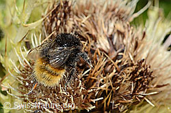 Bergwald-Hummel (Bombus wurflenii) auf Alpen-Kratzdistel (Cirsium spinosissimum) (C235138)