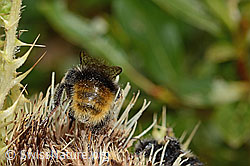 Bergwald-Hummel (Bombus wurflenii) auf Alpen-Kratzdistel (Cirsium spinosissimum) (C235141)