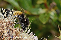 Bergwald-Hummel (Bombus wurflenii) auf Alpen-Kratzdistel (Cirsium spinosissimum) (C235143)