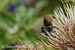 Berglandhummel (Bombus monticola) auf Alpen-Kratzdistel (Cirsium spinosissimum) (C235145)