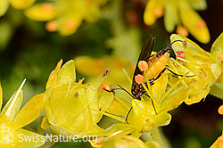 Trauermücke der Gattung Sciara auf Bewimpertem Steinbrech (Saxifraga aizoides) (C235151)