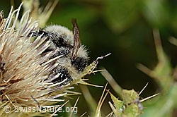 Berghummel (Bombus mesomelas) auf Alpen-Kratzdistel (Cirsium spinosissimum) (C235166)
