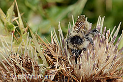 Berghummel (Bombus mesomelas) auf Alpen-Kratzdistel (Cirsium spinosissimum) (C235177)