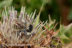 Berghummel (Bombus mesomelas) auf Alpen-Kratzdistel (Cirsium spinosissimum) (C235179)
