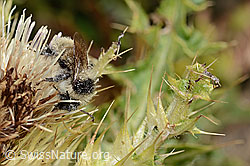 Berghummel (Bombus mesomelas) auf Alpen-Kratzdistel (Cirsium spinosissimum) (C235184)