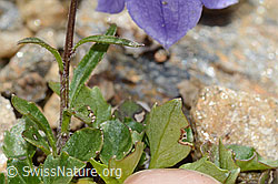 Niedliche Glockenblume (Campanula cochleariifolia) (C235196) Niedliche Glockenblume (Campanula cochleariifolia) (C235196)