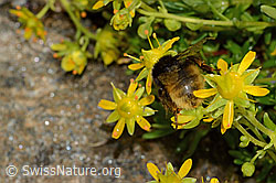 Bergwald-Hummel (Bombus wurflenii) auf Bewimpertem Steinbrech (Saxifraga aizoides) (C235213)