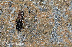 Crabro alpinus (Grabwespe) (C235221)