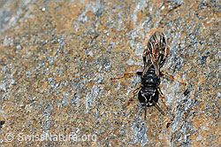 Crabro alpinus (Grabwespe) (C235223)
