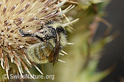 Berghummel (Bombus mesomelas) auf Alpen-Kratzdistel (Cirsium spinosissimum) (C235242)