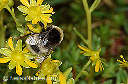 Hellgelbe Erdhummel (Bombus lucorum) auf Bewimpertem Steinbrech (Saxifraga aizoides) (C235249)