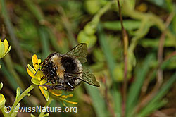 Hellgelbe Erdhummel (Bombus lucorum) auf Bewimpertem Steinbrech (Saxifraga aizoides) (C235250)