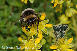 Hellgelbe Erdhummel (Bombus lucorum) auf Bewimpertem Steinbrech (Saxifraga aizoides) (C235251)