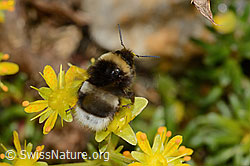 Hellgelbe Erdhummel (Bombus lucorum) auf Bewimpertem Steinbrech (Saxifraga aizoides) (C235252)