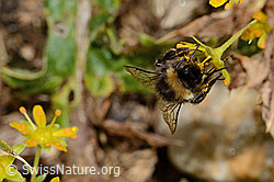 Hellgelbe Erdhummel (Bombus lucorum) auf Bewimpertem Steinbrech (Saxifraga aizoides) (C235253)