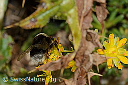 Hellgelbe Erdhummel (Bombus lucorum) auf Bewimpertem Steinbrech (Saxifraga aizoides) (C235254)
