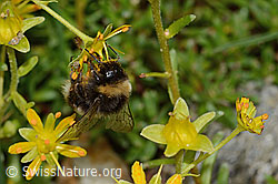 Hellgelbe Erdhummel (Bombus lucorum) auf Bewimpertem Steinbrech (Saxifraga aizoides) (C235255)