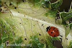 Siebenpunkt-Marienkäfer (Coccinella septempunctata) auf Alpen-Kratzdistel (Cirsium spinosissimum) (C235260)