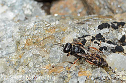 Crabro alpinus (Grabwespe) (C235267)
