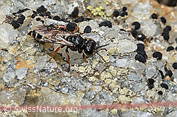 Crabro alpinus (Grabwespe) (C235268)